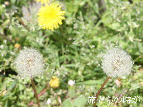 2024-04.17　散歩道脇で咲く花 (4).JPG