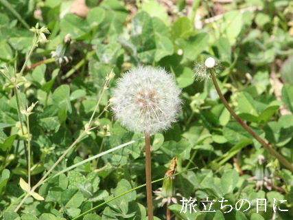 2024-04.17　散歩道脇で咲く花 (5).JPG
