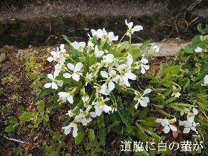 2024-04.17　散歩道脇で咲く花 (6).jpg