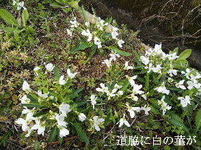 2024-04.17　散歩道脇で咲く花 (7).jpg