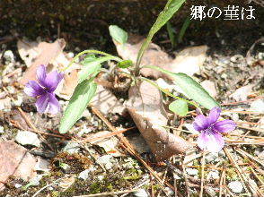 2024-04.17　散歩道脇で咲く花 (9).JPG