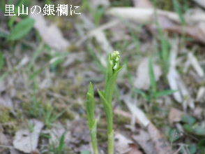 2024-04.19　散歩道脇で咲く花 (1).JPG