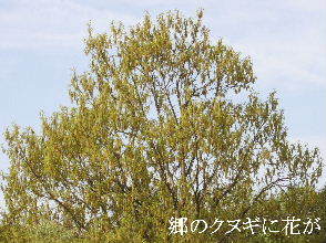 2024-04.20　散歩道脇で咲く花 (1).JPG
