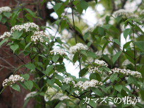 2024-04.20　散歩道脇で咲く花 (2).JPG