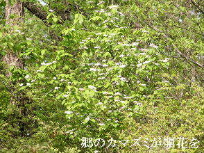 2024-04.22　散歩道脇で咲く花 (10).JPG