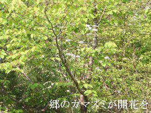 2024-04.22　散歩道脇で咲く花 (11).JPG