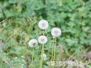 2024-04.22　散歩道脇で咲く花 (4).JPG