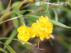 2024-04.22　散歩道脇で咲く花 (9).JPG