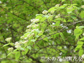 2024-04.23　散歩道脇で咲く花 (10).JPG