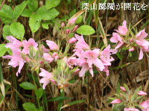 2024-04.23　散歩道脇で咲く花 (2).JPG
