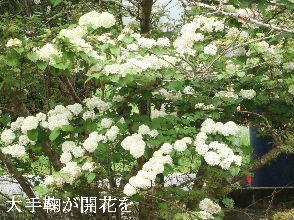 2024-04.23　散歩道脇で咲く花 (5).JPG