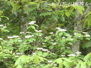 2024-04.23　散歩道脇で咲く花 (7).JPG