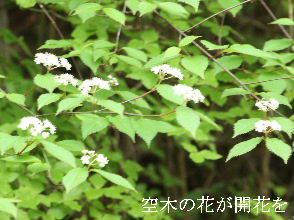 2024-04.23　散歩道脇で咲く花 (8).JPG