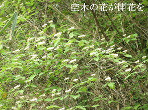2024-04.23　散歩道脇で咲く花 (9).JPG