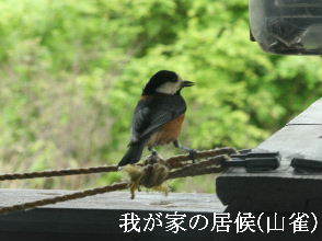 2024-04.23　郷山の野鳥達 (2).JPG