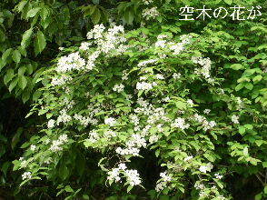 2024-04.24　散歩道脇で咲く花 (1).JPG