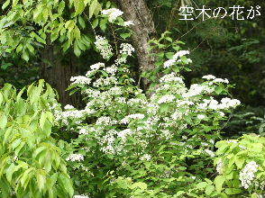 2024-04.24　散歩道脇で咲く花 (2).JPG