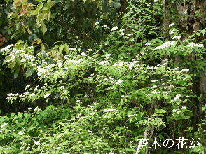 2024-04.24　散歩道脇で咲く花 (3).JPG