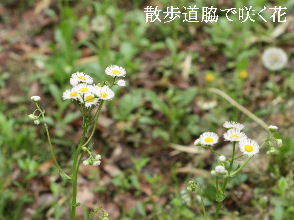 2024-04.27　散歩道脇で咲く花 (2).JPG