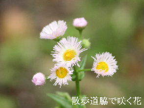 2024-04.27　散歩道脇で咲く花 (3).JPG