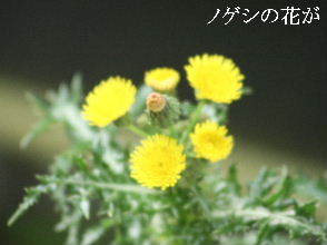 2024-04.29　散歩道脇で咲く花 (1).JPG