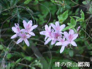 2024-05.02　散歩道脇で咲く花 (4).JPG
