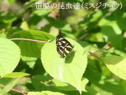 2024-05.02　里山の昆虫達 (1).JPG