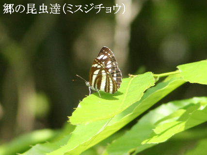2024-05.02　里山の昆虫達 (2).JPG
