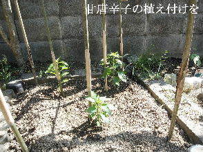 2024-05.03　今日の菜園作業 (4).jpg