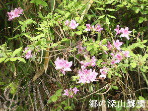 2024-05.03　散歩道脇で咲く花 (1).JPG