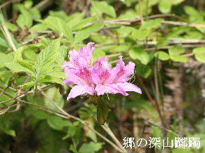 2024-05.03　散歩道脇で咲く花 (2).JPG