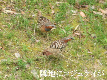 2024-05.06　郷山の野鳥達 (6).JPG