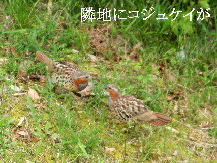2024-05.06　郷山の野鳥達 (7).JPG