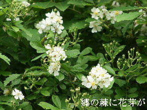 2024-05.07　散歩道脇で咲く花 (2).JPG