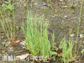 2024-05.07　散歩道脇で咲く花 (3).JPG
