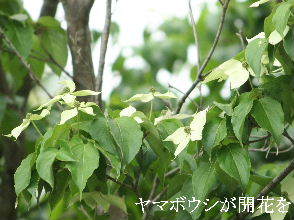 2024-05.07　散歩道脇で咲く花 (5).JPG