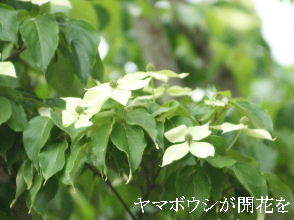 2024-05.07　散歩道脇で咲く花 (6).JPG